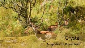  Presentation with deer - Slide deck having majestic european red deer - stag cervus elaphus in native environment background and a gold colored foreground