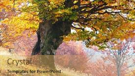  Presentation with fall mountains - Amazing presentation having majestic-old-beech-tree backdrop and a yellow colored foreground