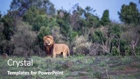  Presentation with male lion - Colorful presentation theme enhanced with majestic-prime-male-lion-panthera backdrop and a gray colored foreground
