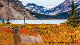  Presentation with deer - Audience pleasing presentation theme consisting of majestic-rockies-of-canada backdrop and a gold colored foreground
