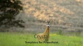  Presentation with pasture - Presentation with majestic-roe-deer-on-pasture background and a gold colored foreground