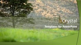  Presentation with pasture - Presentation theme with majestic-roe-deer-on-pasture background and a seafoam green colored foreground