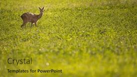  Presentation with pasture - Presentation theme enhanced with majestic-roe-deer-on-pasture background and a gold colored foreground
