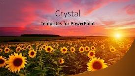  Presentation with sunflowers - Presentation theme having majestic-scene-of-vivid-yellow background and a coral colored foreground