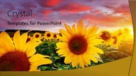 Presentation with sunflowers - Slide set consisting of majestic-scene-of-vivid-yellow background and a coral colored foreground