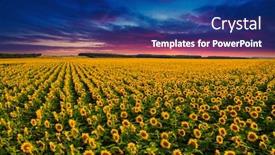  Presentation with sunflowers - Cool new slides with majestic-scene-of-vivid-yellow backdrop and a ocean colored foreground