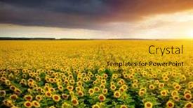  Presentation with sunflowers - Colorful slide set enhanced with majestic-scene-of-vivid-yellow backdrop and a gold colored foreground