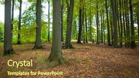 Presentation with forest - Amazing presentation theme having majestic shot of tree trunks backdrop and a tawny brown colored foreground