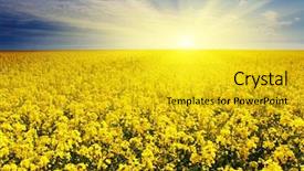  Presentation with rapeseed - Theme enhanced with majestic sunset in the yellow field rapeseed background and a gold colored foreground