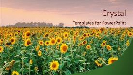  Presentation with flower vintage - Presentation theme consisting of majestic view of sunflower field background and a lemonade colored foreground