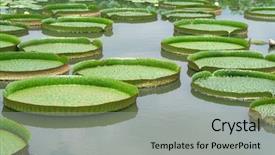  Presentation with lily pad - Theme enhanced with majestic water lily pads background and a light gray colored foreground