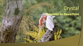  Presentation with australia - Presentation theme with major-mitchell-cockatoo-otherwise-known background and a tawny brown colored foreground