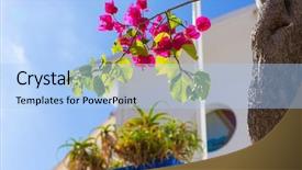  Presentation with bougainvilleas - Colorful PPT theme enhanced with majorca cala ratjada bougainvilleas rajada in capdepera mallorca backdrop and a light blue colored foreground