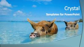  Presentation with bahamas - Presentation enhanced with majors cay in the bahamas background and a teal colored foreground