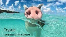  Presentation with pig - Cool new PPT theme with majors cay in the bahamas backdrop and a teal colored foreground