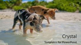  Presentation with bahamas - Audience pleasing PPT theme consisting of majors cay in the bahamas backdrop and a light gray colored foreground