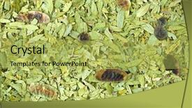  Presentation with constipation - Amazing presentation having make tea to help relieve backdrop and a yellow colored foreground