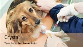  Presentation with medical worker - Presentation theme with making medical examination blood test background and a coral colored foreground