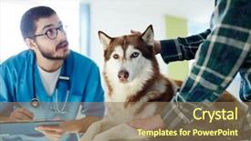  Presentation with prescriptions - Presentation theme enhanced with making prescriptions for husky dog background and a coral colored foreground