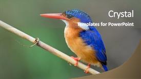  Presentation with alcedo - Colorful presentation theme enhanced with malachite kingfisher alcedo cristata kruger backdrop and a gray colored foreground