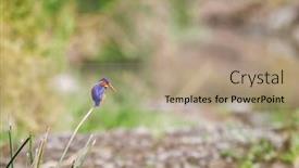  Presentation with kenya - Presentation design enhanced with malachite-kingfisher-corythornis-cristatus background and a coral colored foreground