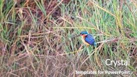  Presentation with river kingfisher - Beautiful PPT layouts featuring malachite kingfisher on a riverbank backdrop and a gray colored foreground