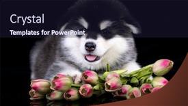  Presentation with tulips - Theme enhanced with malamute puppy and bouquet of tulips flowers background and a wine colored foreground