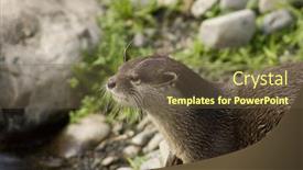  Presentation with looking for their - PPT theme having malasian-shortclawed-otterr-looking-intent background and a tawny brown colored foreground