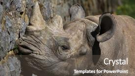  Presentation with black - Beautiful presentation featuring black rhinoceros diceros bicornis wild life animal backdrop and a gray colored foreground