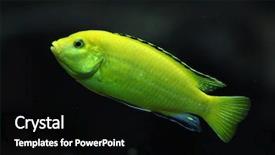  Presentation with wildlife - Beautiful presentation theme featuring malawi africa - canary cichlid labidochromis caeruleus wildlife backdrop and a black colored foreground
