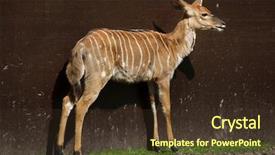  Presentation with underwater wild nature sea life - Presentation theme enhanced with malawi africa - nyala tragelaphus angasii wild life background and a tawny brown colored foreground