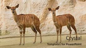  Presentation with life - Colorful presentation theme enhanced with malawi africa - nyala tragelaphus angasii wild life backdrop and a coral colored foreground