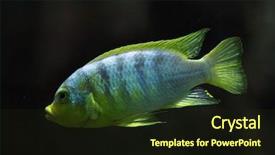  Presentation with safari park beautiful wildlife animal - Amazing slide deck having malawi africa - perlmutt cichlid labidochromis sp perlmutt backdrop and a  colored foreground