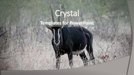  Presentation with africa - Presentation design consisting of malawi africa - sable antelope in the wild background and a gray colored foreground