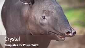  Presentation with asian - Audience pleasing slides consisting of called asian tapir tapirus indicus backdrop and a tawny brown colored foreground