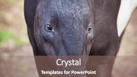  Presentation with called to ministry - Slide deck consisting of called asian tapir tapirus indicus background and a violet colored foreground