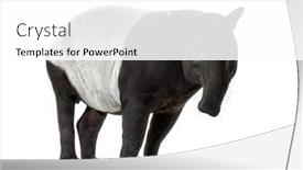  Presentation with camera - Presentation design with malayan-tapir-facing background and a white colored foreground