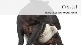  Presentation with barricade tape red and white - PPT theme consisting of malayan-tapir-sitting-isolated background and a white colored foreground