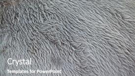  Presentation with wildlife - Amazing theme having malayan tapir tapirus indicus also backdrop and a gray colored foreground