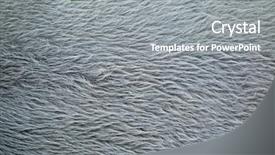  Presentation with wildlife - Theme consisting of malayan tapir tapirus indicus also background and a gray colored foreground