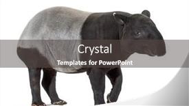  Presentation with walking - Presentation theme consisting of malayan-tapir-walking-tapirus-indicus background and a dark gray colored foreground