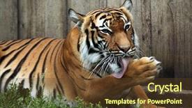  Presentation with tiger - Cool new slide set with malayan tiger panthera tigris jacksoni backdrop and a tawny brown colored foreground