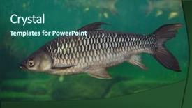  Presentation with colorful fancy carp fish koi - Presentation theme with 1 malaysia - hoven's carp leptobarbus hoevenii also background and a ocean colored foreground