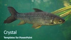  Presentation with malaysia - Beautiful slide deck featuring 1 malaysia - hoven's carp leptobarbus hoevenii also backdrop and a ocean colored foreground