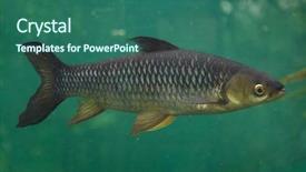  Presentation with fish - Presentation design with 1 malaysia - hoven's carp leptobarbus hoevenii also background and a ocean colored foreground