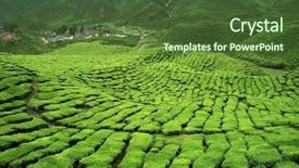  Presentation with tea plantation - PPT layouts with malaysia culture - verdant tea plantation background and a tawny brown colored foreground