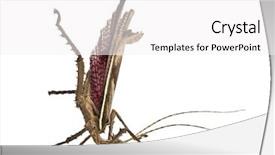  Presentation with africa jungle - PPT theme featuring malaysian jungle nymph heteropteryx dilatata background and a white colored foreground