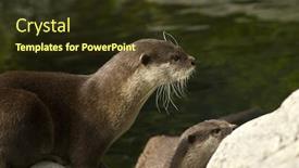  Presentation with short story - Cool new slides with malaysian-short-clawed-otter backdrop and a tawny brown colored foreground