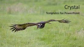  Presentation with flight - Amazing slides having malaysian wood owl in flight backdrop and a mint green colored foreground