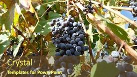 Presentation with plantation - Theme having blue pinot noir grapes - malbec grape plantation background and a tawny brown colored foreground